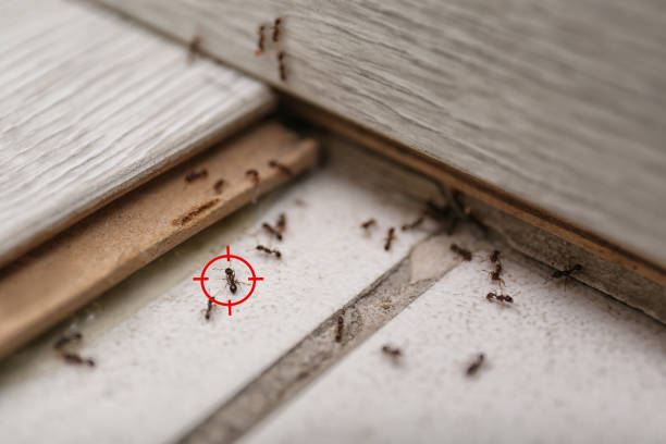 Best Residential Pest Control  in Hamilton, OH