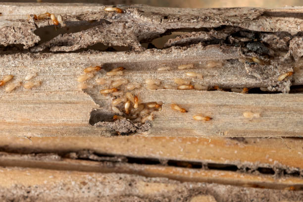 Best Pest Control Near Me  in Hamilton, OH